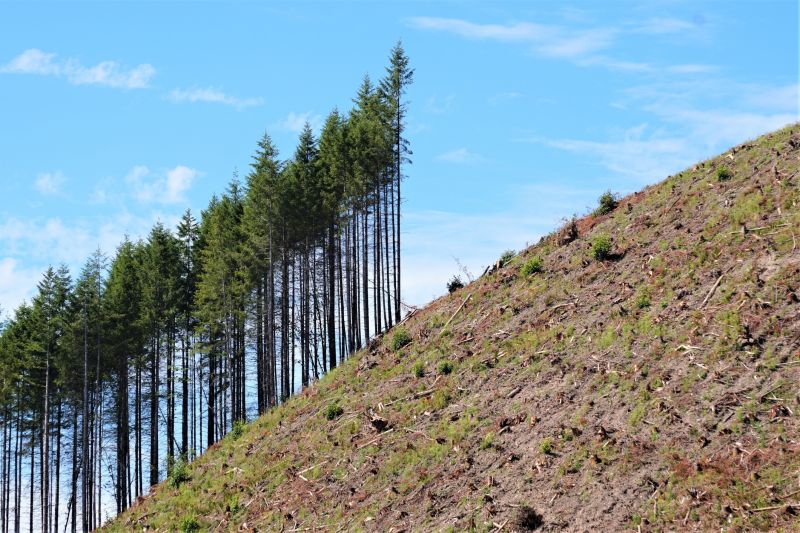 Slope Clearing