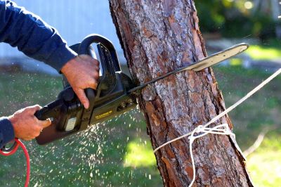 Commercial Tree Removal in Reno, NV