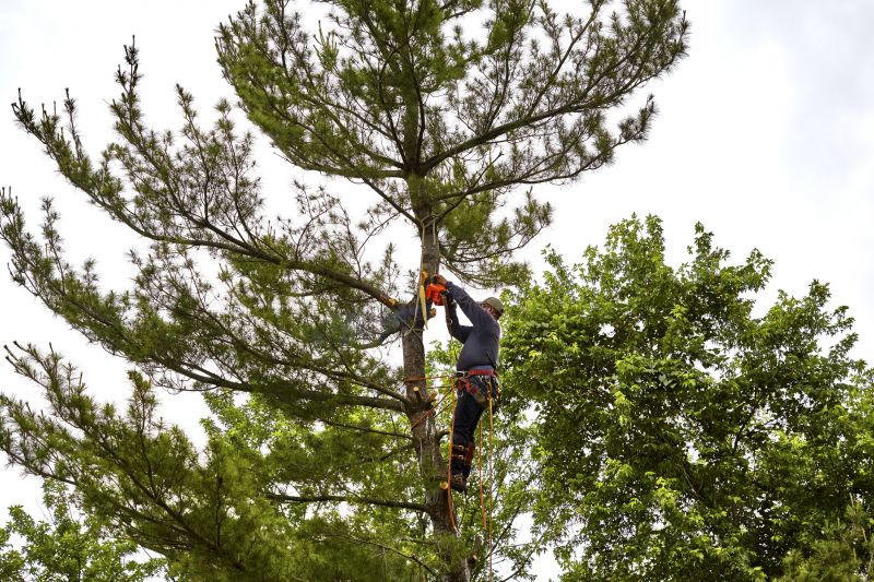 Spruce Tree Removal in Reno, NV