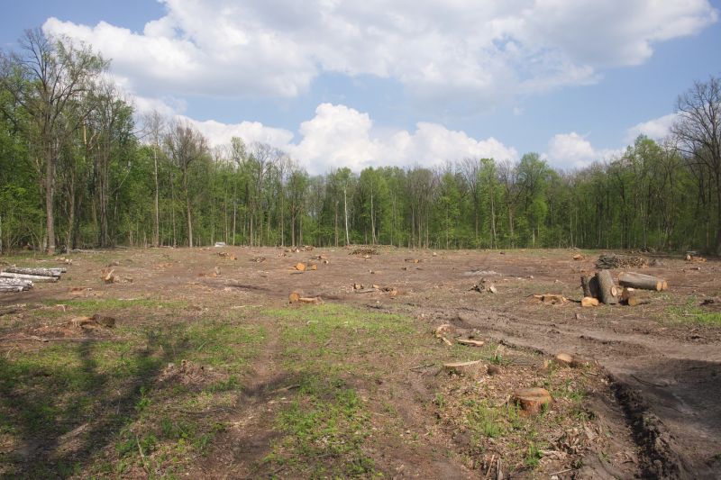 Undergrowth Removal in Salt Lake City, UT